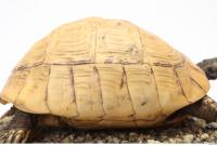 tortoise shell 0024